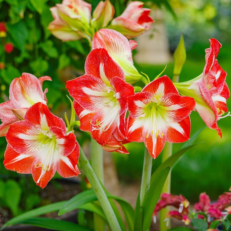Organic Heirloom Non-GMO Amaryllis Seeds for Planting  Healthy Vibrant Blooms 100