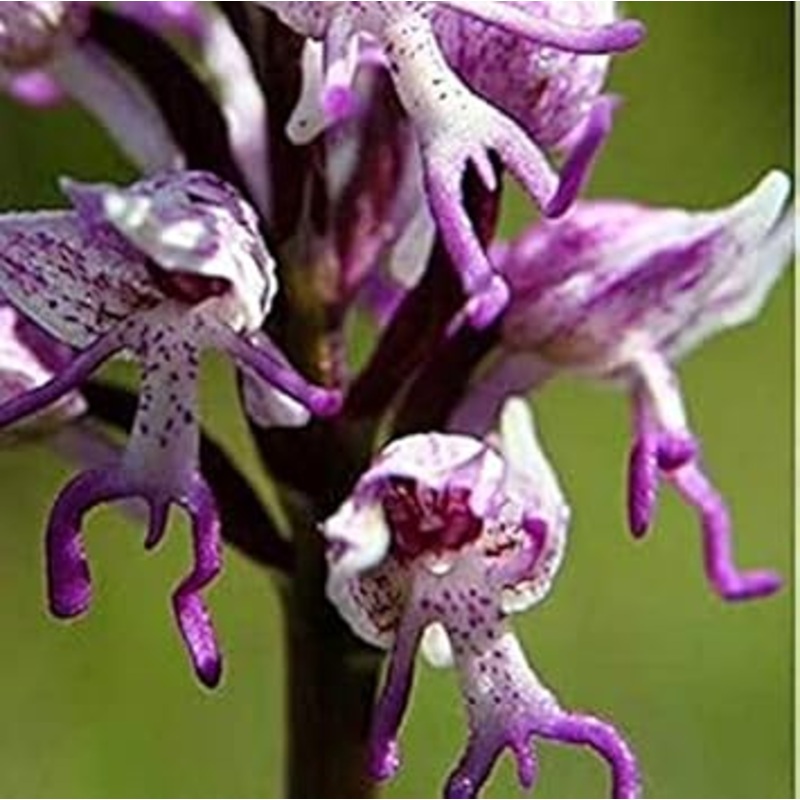 Organic Purple Naked Man Orchid Flower Seeds for Planting  Heirloom, Non-GMO Garden Seeds 100