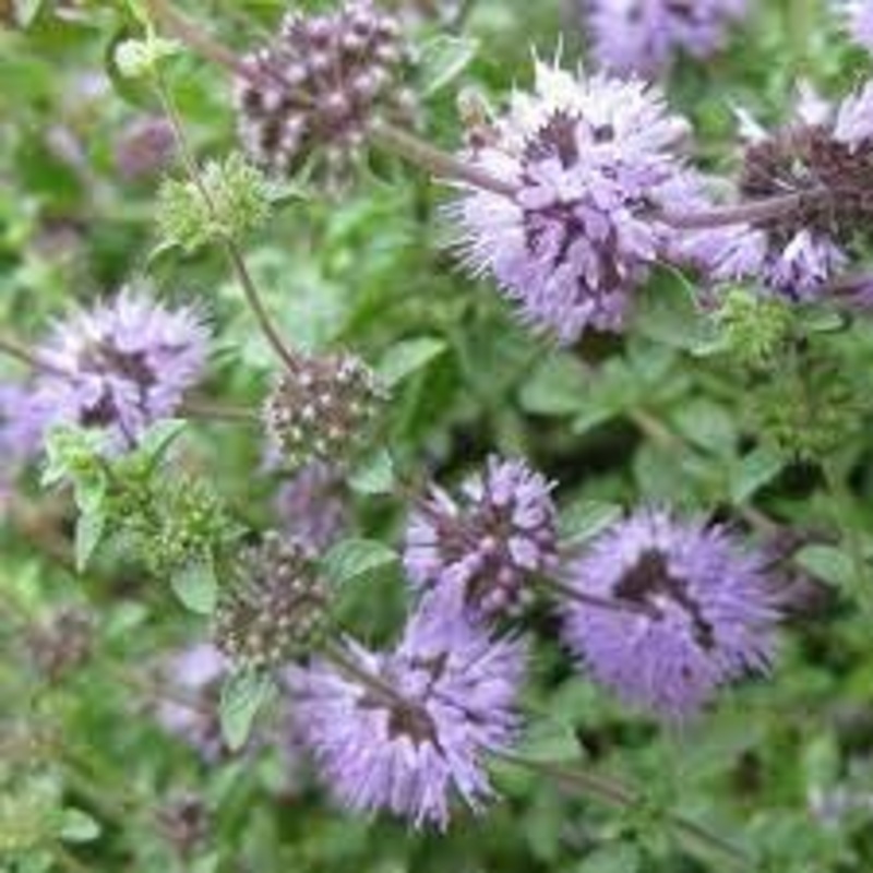 Pennyroyal Plant Seeds Heirloom Non GMO Planting – 100 100