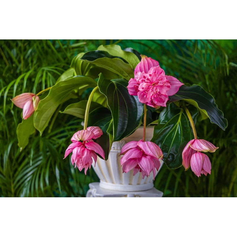 Pink Myriantha Flower Seeds for Planting – 100 pcs 100