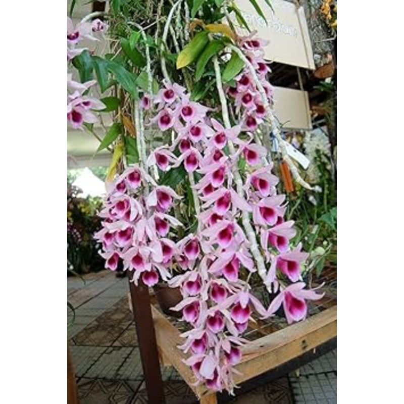 Pink Red Dendrobium Flower Seeds  Heirloom Non-GMO Orchid Seeds for Elegant Garden Planting 100
