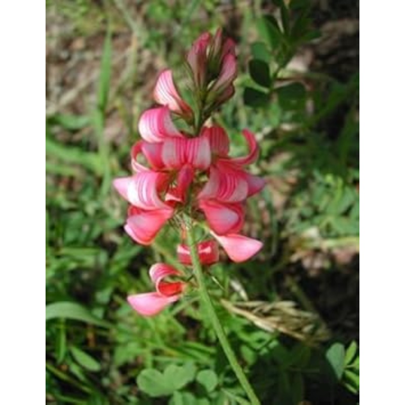 Pink Sainfoin Flower Seeds for Planting – 100 pcs 100