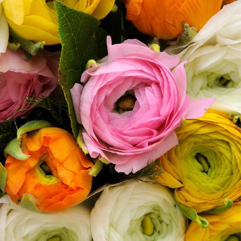 Ranunculus Aviv Pastel Mixture (Pack of 10)