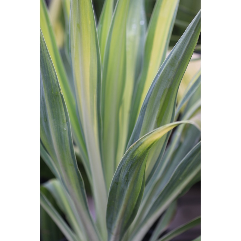 *RETAIL – Beschorneria yuccoides ‘Flamingo Glow’ 1g/$28