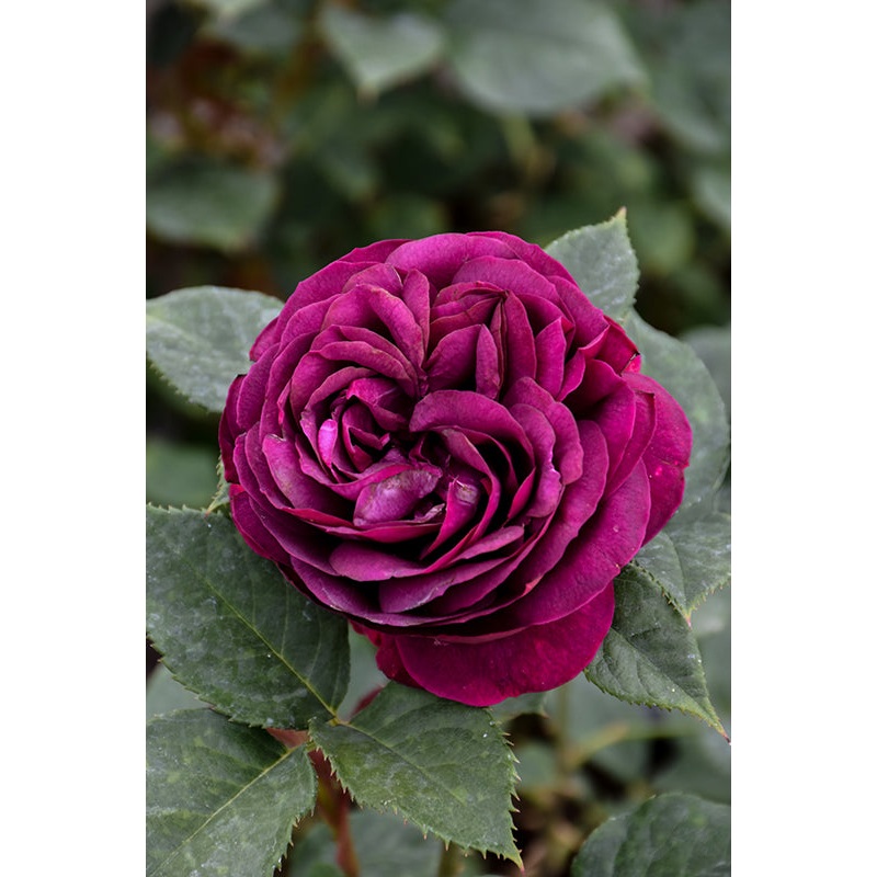 Rose-Celestial Night On Std 10C