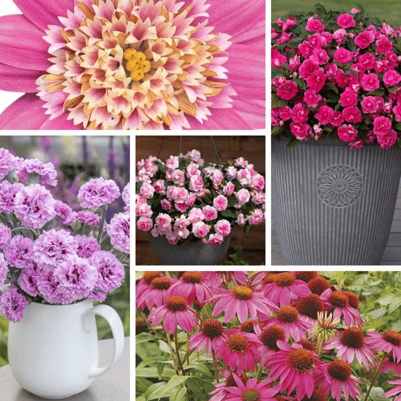 The Pretty Pinks Young Plant Collection