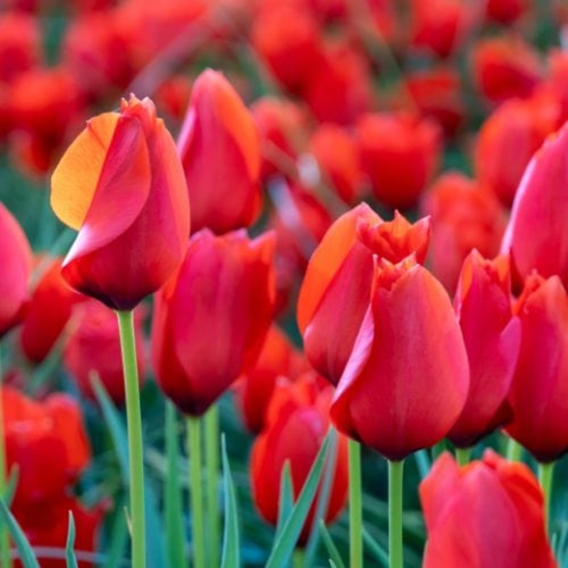 Tulip Red Purissima Flower Bulbs
