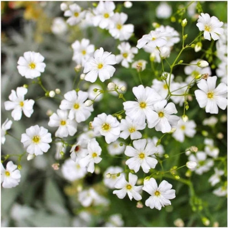 White Waterhyssop Flower Seeds for Planting – 100 100