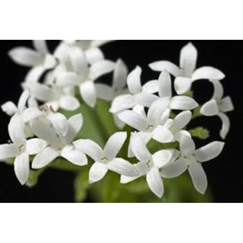 Woodruff Flower Seeds for Planting – 100 100
