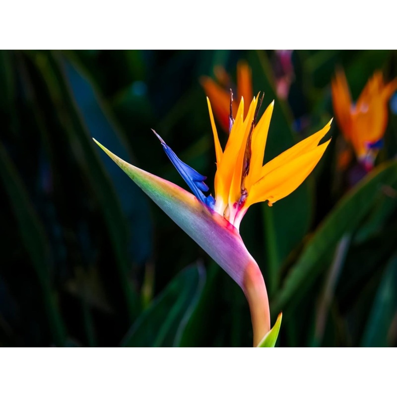 Yellow Green Strelitzia Seeds for Planting  Organic, Heirloom, Non-GMO Flower Seeds 100