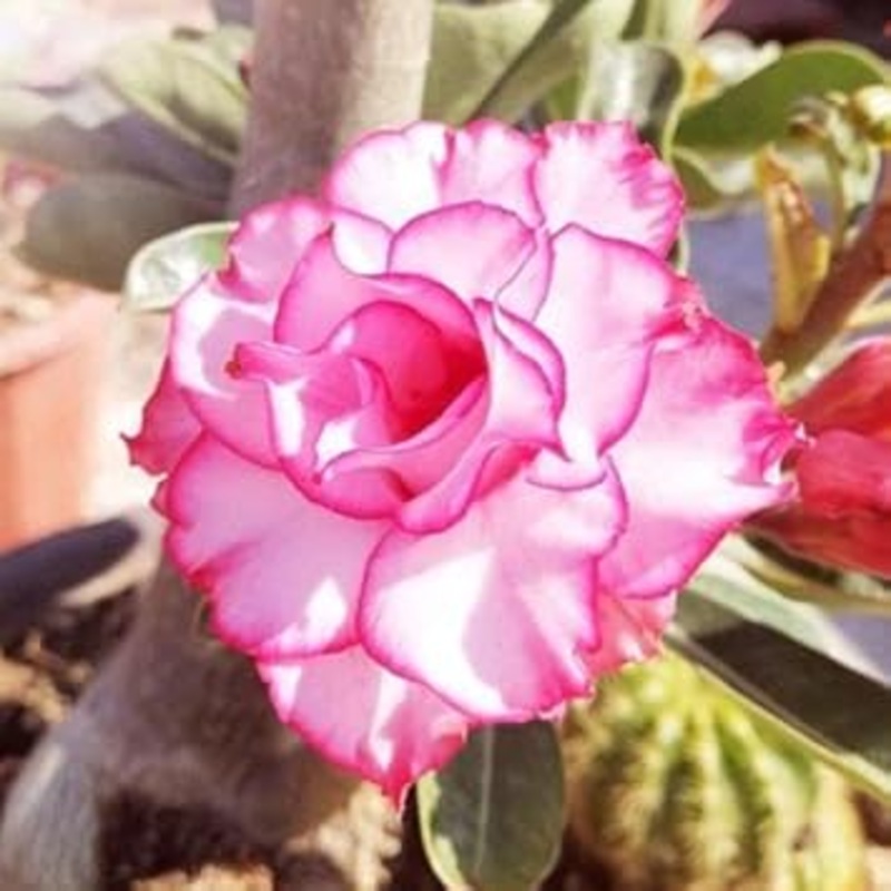 Adenium obesum Rose Heirloom Non-GMO Seeds for Planting 100