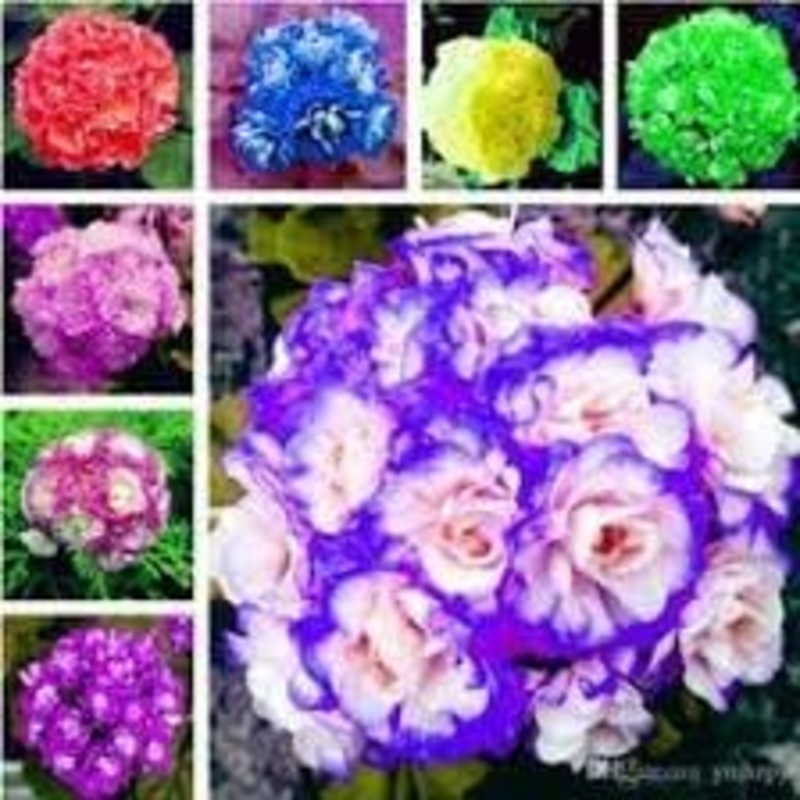 African Flower Planting Seeds for Garden NON GMO Seeds 100