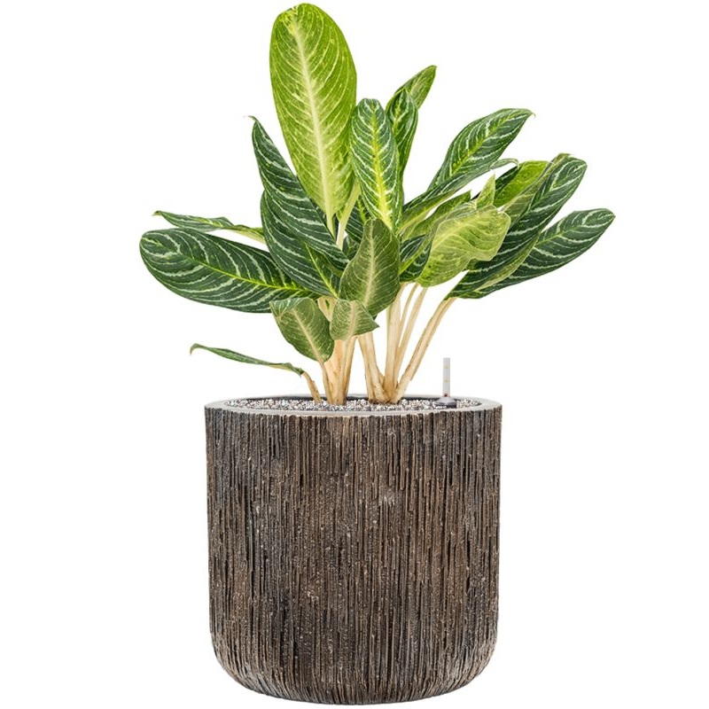 Aglaonema ‘Key Lime’ in Baq Luxe Lite Universe Waterfall Office Plant With Pot 85cm Height 37cm Dia