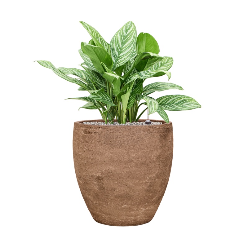 Aglaonema ‘Stripes’ in Baq Algar Office Plant With Pot 85cm Height 43cm Dia