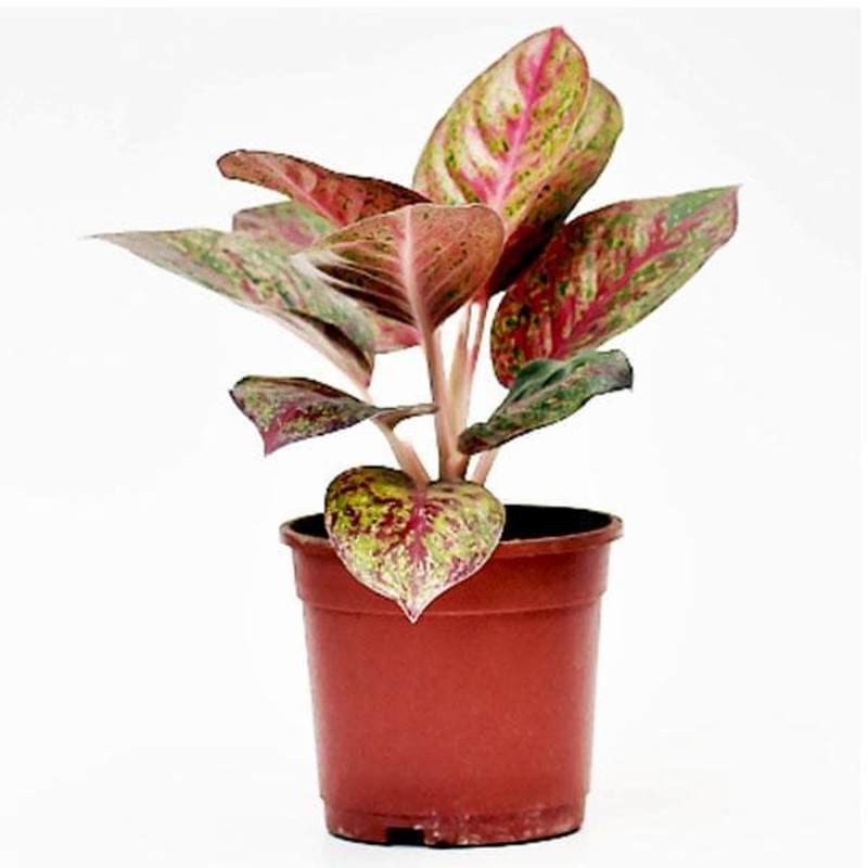 Aglaonema Tiara, Aglaonema Pink Panther – Plant