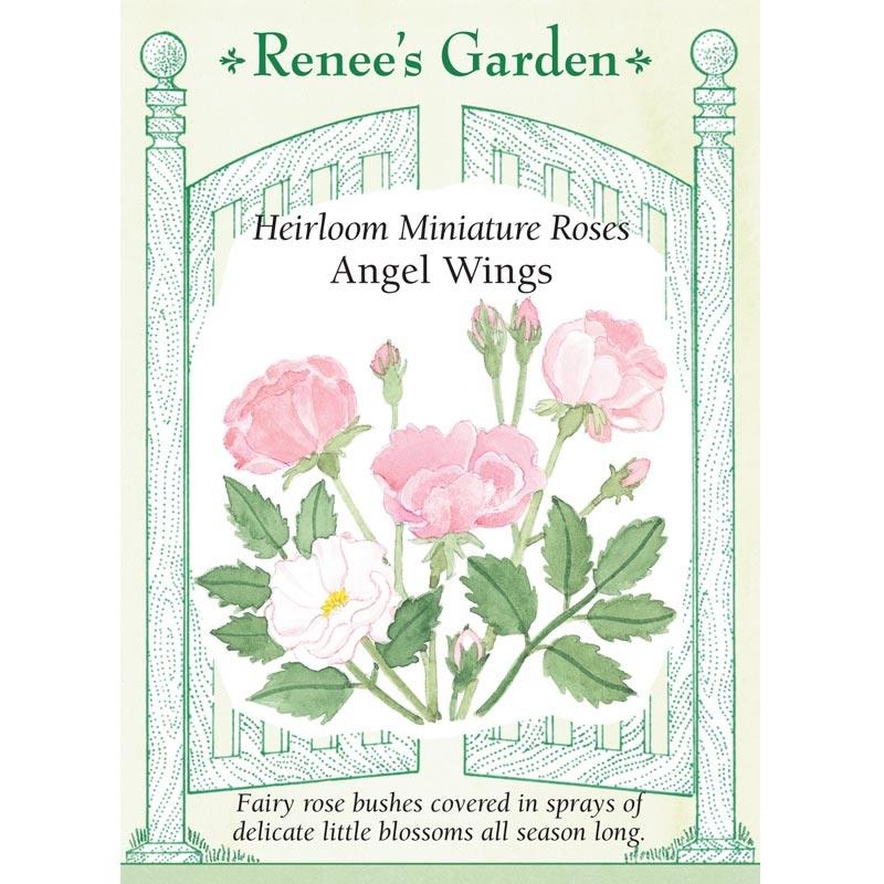 Angel Wings Miniature Rose Flower Seeds