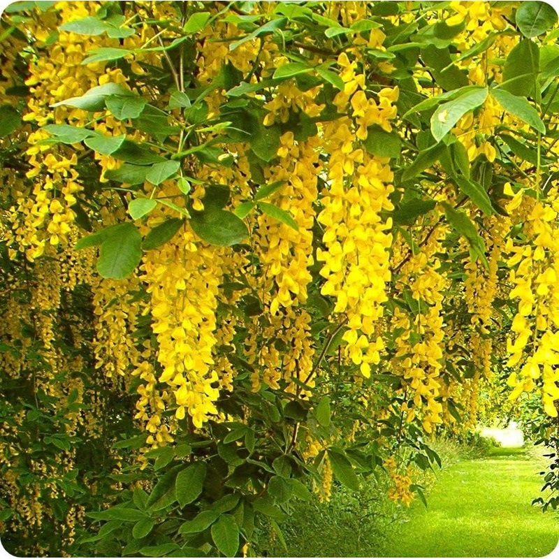 Blooming Flower Seeds for Planting 100 100