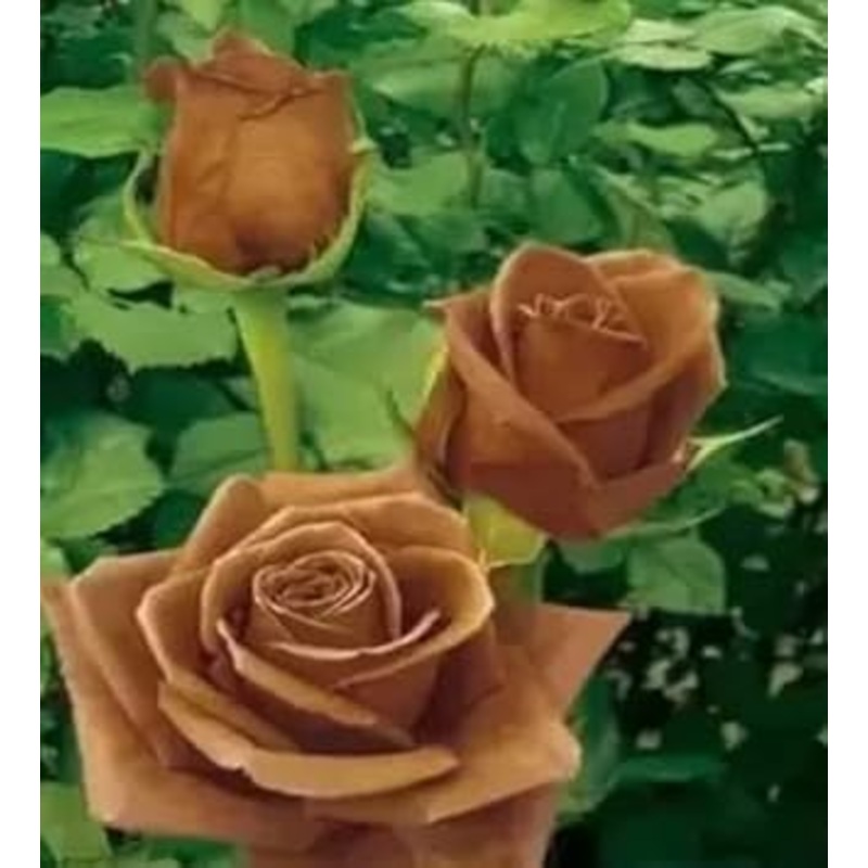 Brown Rose Flower Seeds for Planting – Non-GMO Heirloom Garden Seeds for Growing and Planting 100