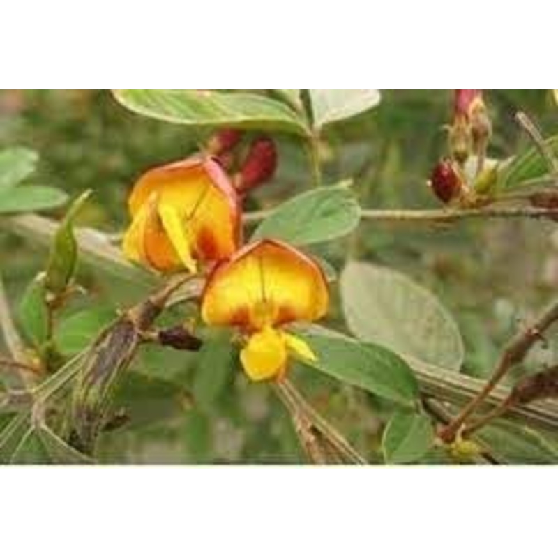 Cajanus Flower Seeds for Planting- NON GMO Seeds 100