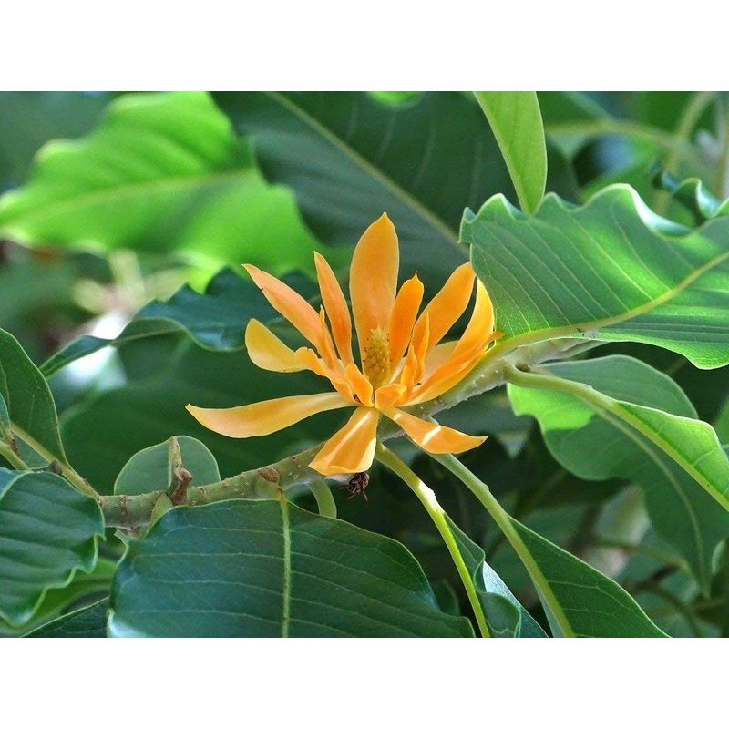 Champaca Flower Seeds for Planting – NON GMO Seeds 100