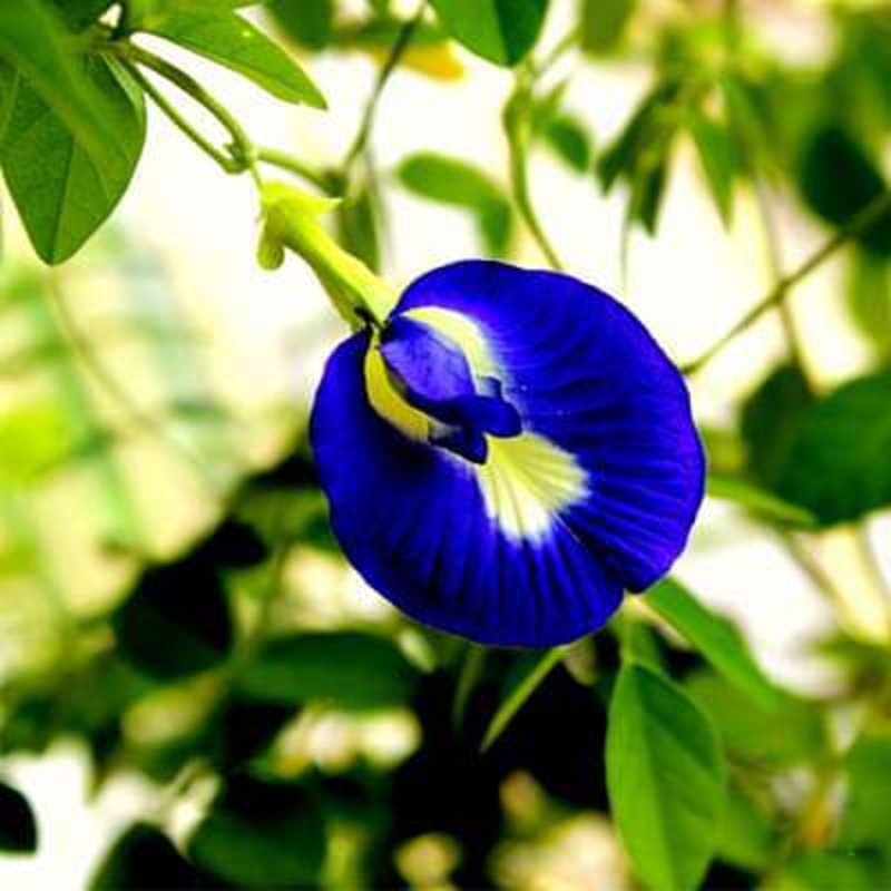 Clitoria Ternatea, Aparajita (Mix Color, Hybrid) – 0.5 kg Seeds