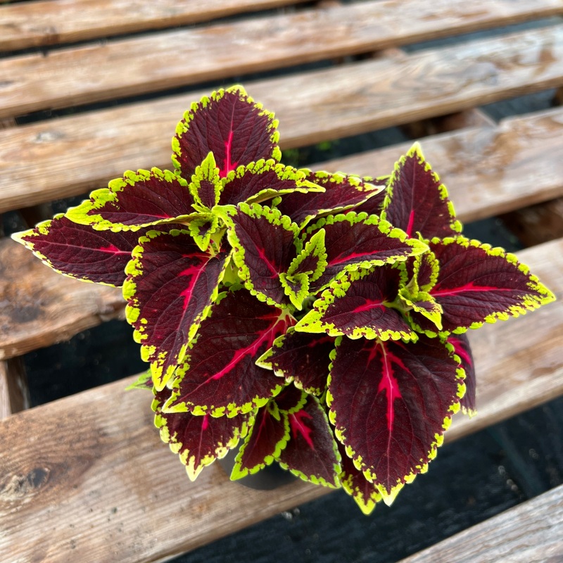 Coleus ‘Main Street Alligator Alley’ Bouture enracine