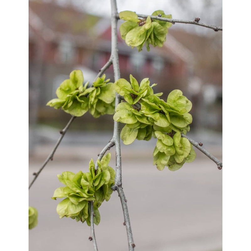 Dark Green Elm Plant Seeds for Planting – 100 100