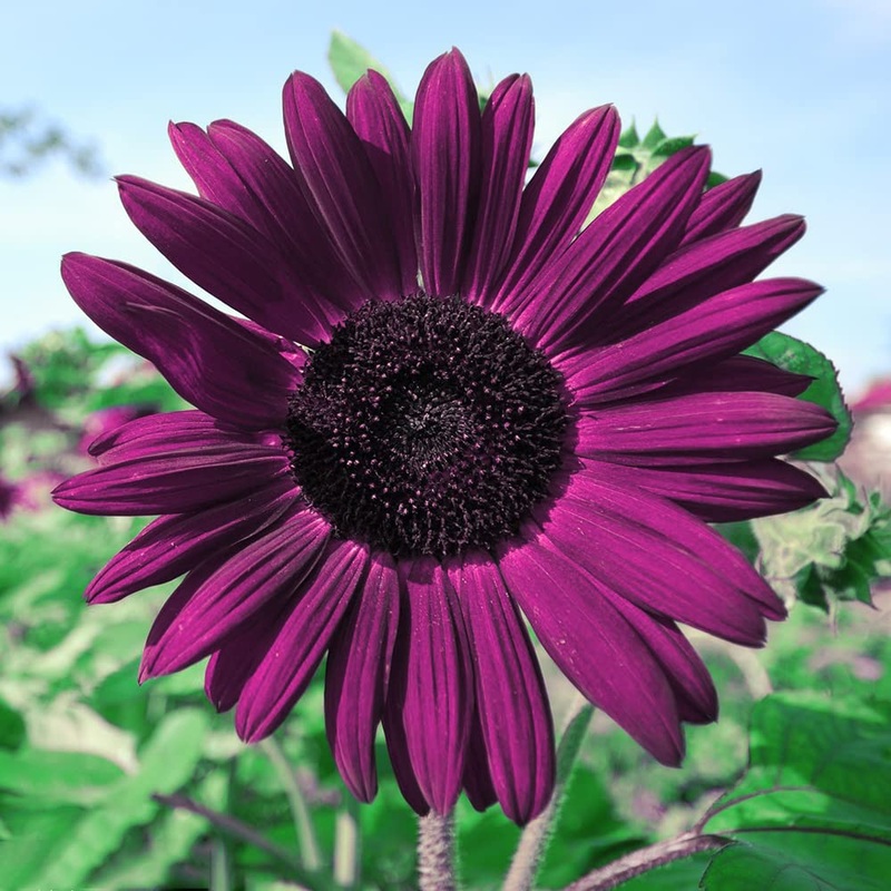 Deep Purple Sunflower Seeds for Planting  Unique Non-GMO Garden Blooms, Heirloom Seeds 100
