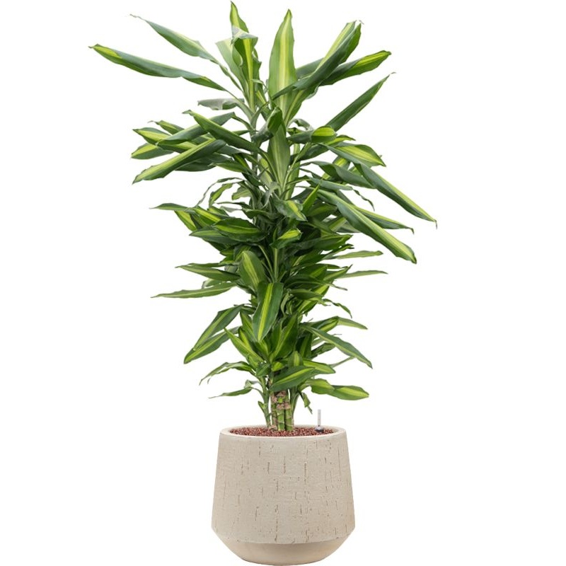 Dracaena fragrans ‘Cintho in Baq Raindrop Office Plant With Pot 104cm Height 22cm Dia