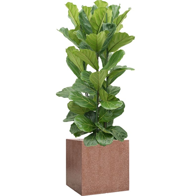 Ficus lyrata in Baq Terrazzo Office Plant With Pot 170cm Height 48cm Dia