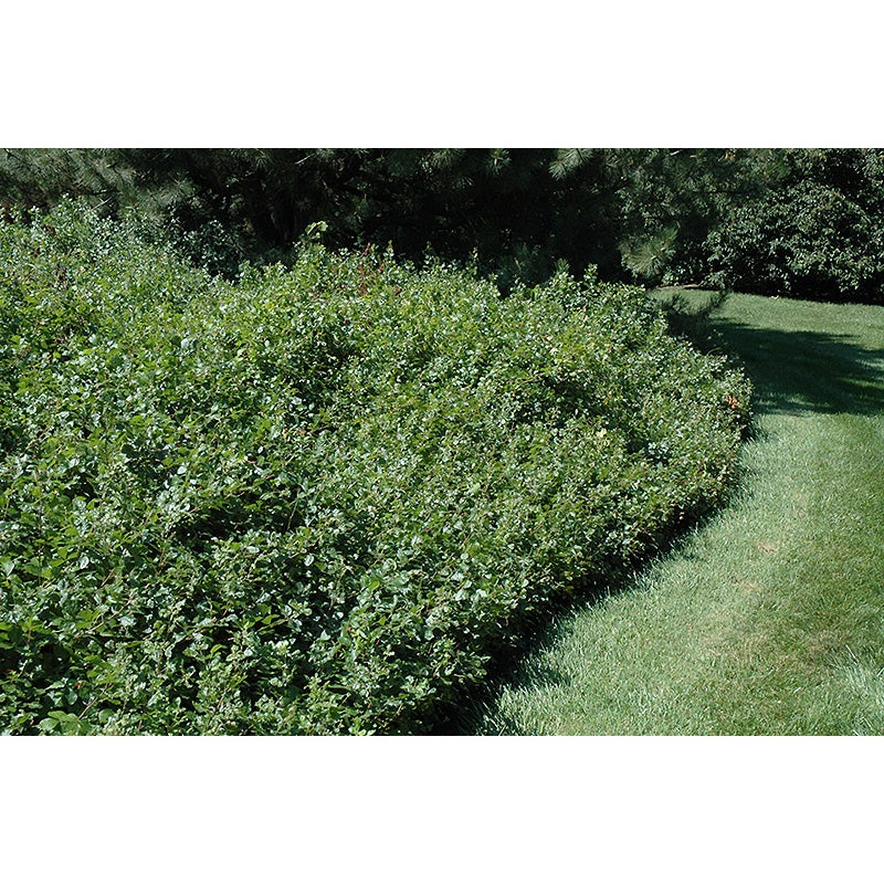 Fothergilla-Legend of the Fall 3C