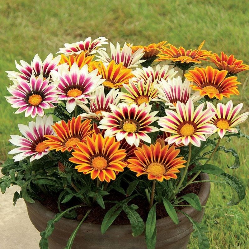 Gazania Treasure Flower Mixed Seeds  Organic, Heirloom, Non-GMO for Planting 100