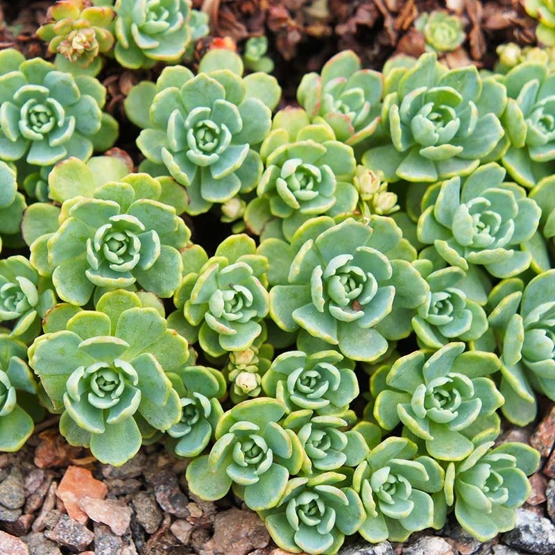 Green Cliff Stonecrop Seeds  Heirloom, Non-GMO Succulent Plant Seeds for Easy Garden Planting 100