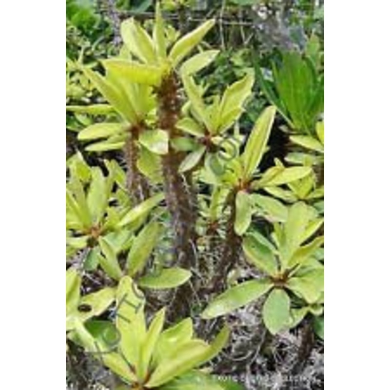 Green Euphorbia Duranii Plant Seeds for Planting – NON GMO Seeds 100