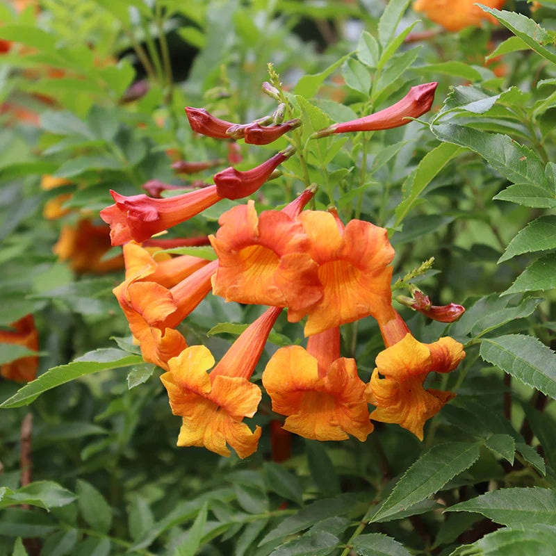Heirloom Non-GMO Orange Bells Flower Seeds for Bright and Tropical Garden Planting 100