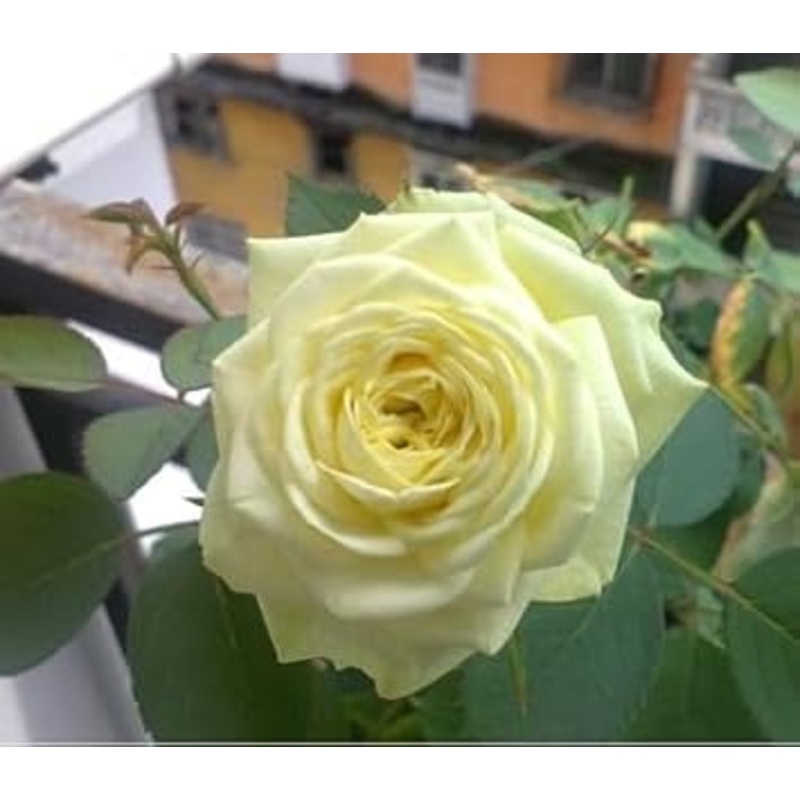 Heirloom Non-GMO Rose Tree Flower Seeds for Planting 100