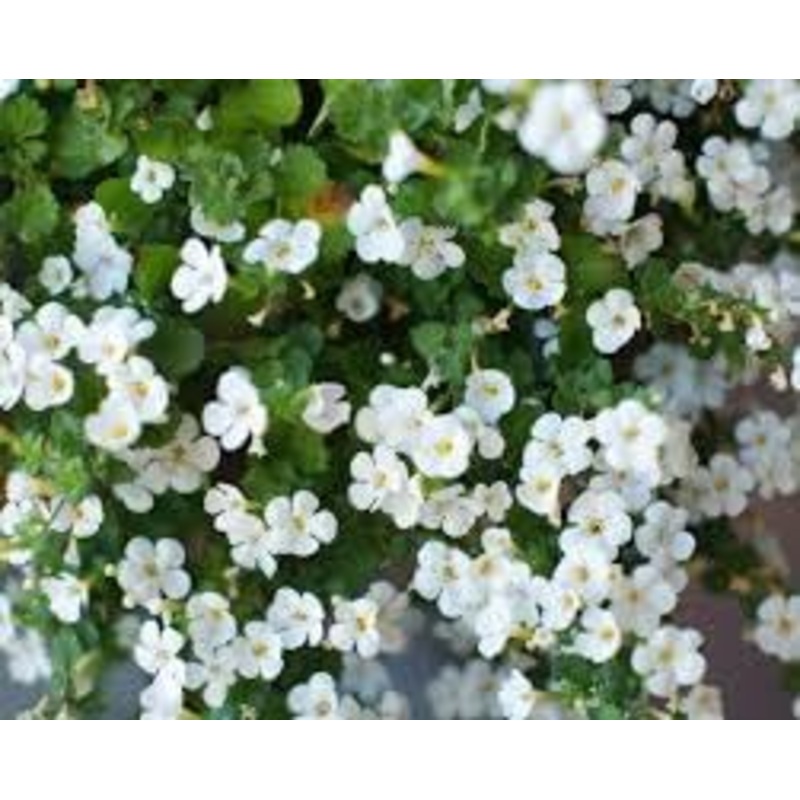 Heirloom Non-GMO Waterhyssop Flower Seeds for Planting  Aquatic Blooms for Medicinal Gardens 100