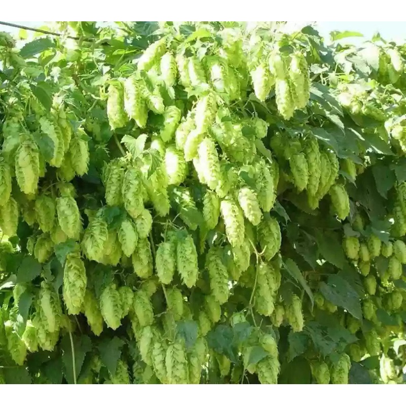 Humulus Lupulus Plant Seeds for Planting – 100 100