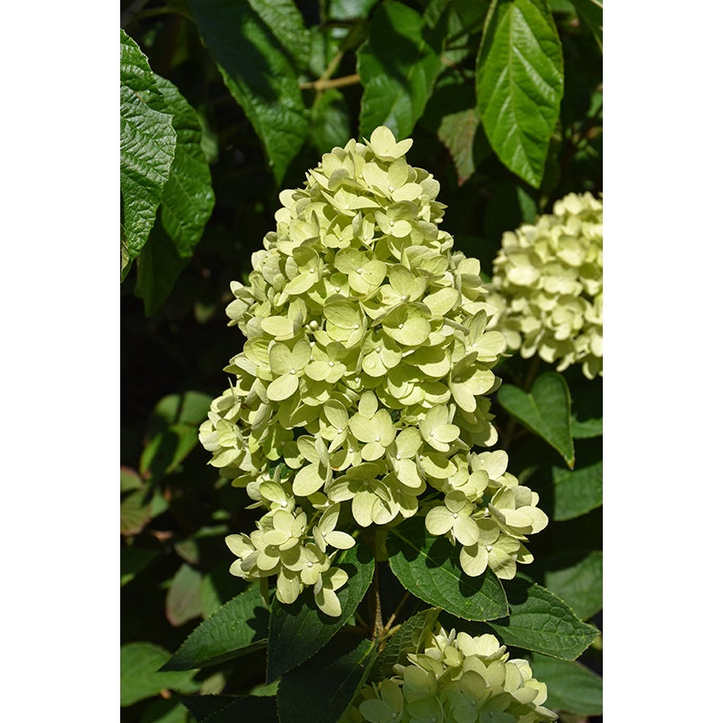 Hydrangea-Dragon Baby 3CP