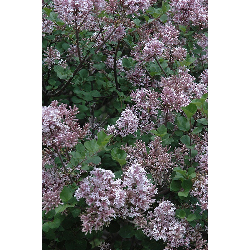 Lilac-Dwarf Korean 3C