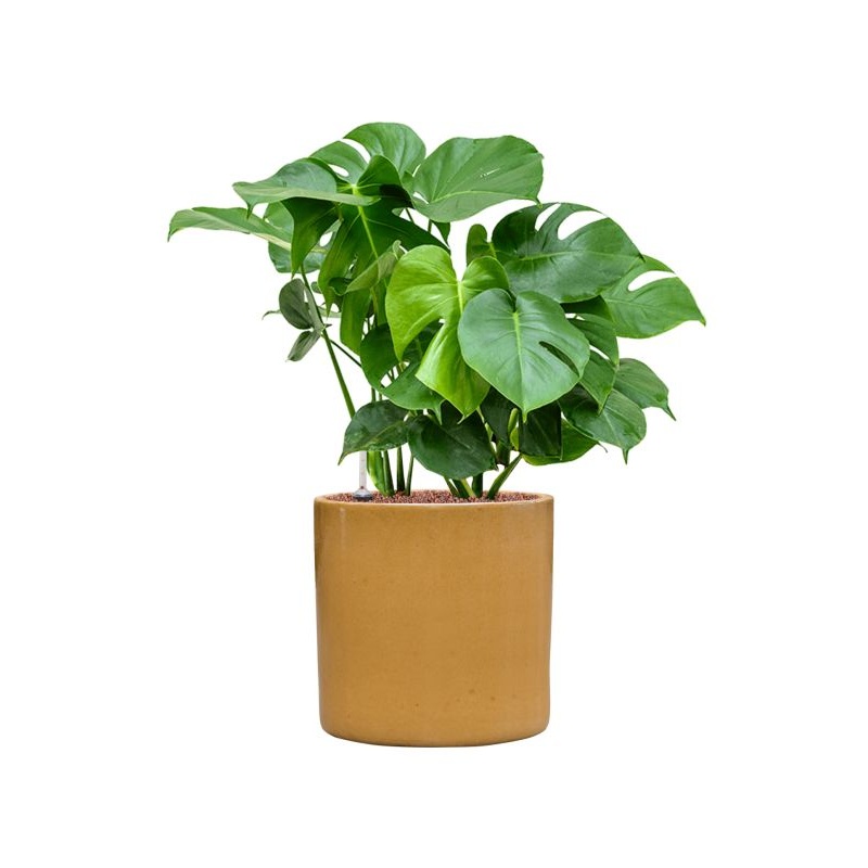 Monstera deliciosa in Cylinder Office Plant With Pot 71cm Height 26cm Dia