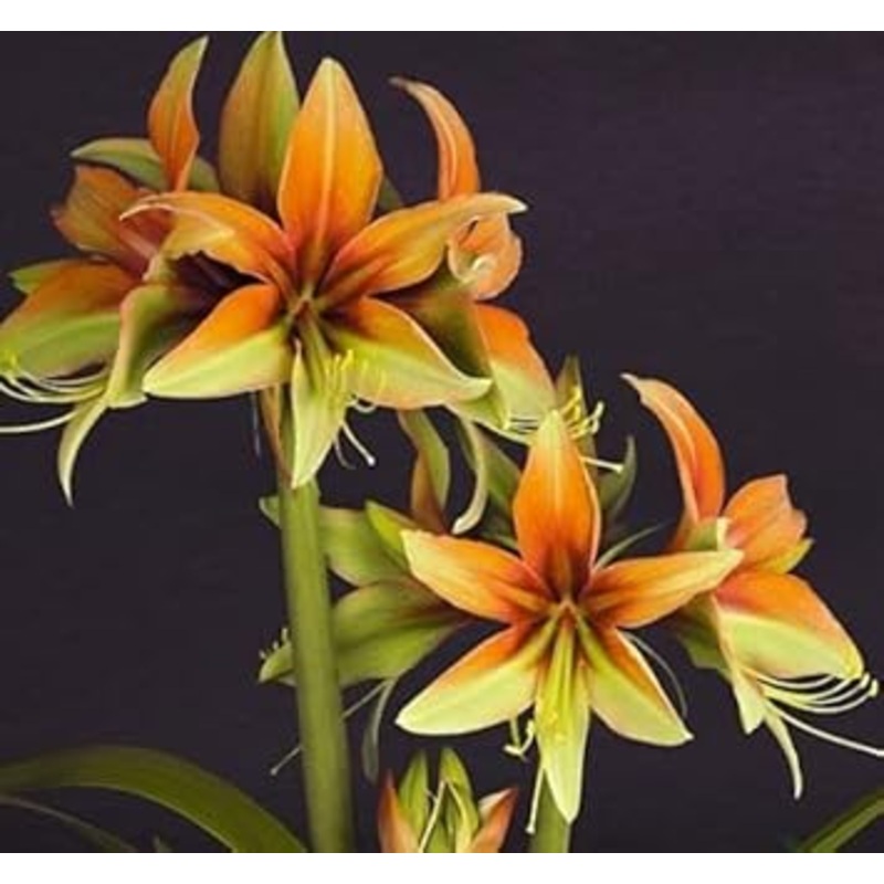 Orange-Green Hippeastrum Flower Seeds  Heirloom Non-GMO Amaryllis Seeds for Tropical Garden Color 100
