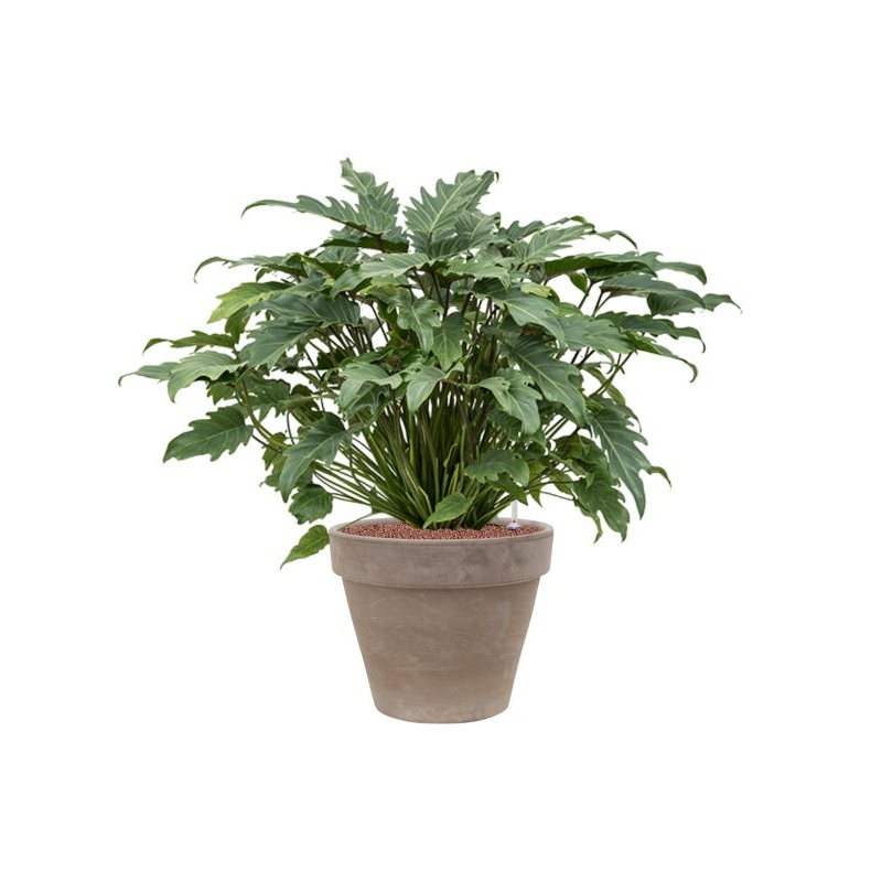 Philodendron ‘Xanadu’ in Terra Cotta Office Plant With Pot 92cm Height 37cm Dia