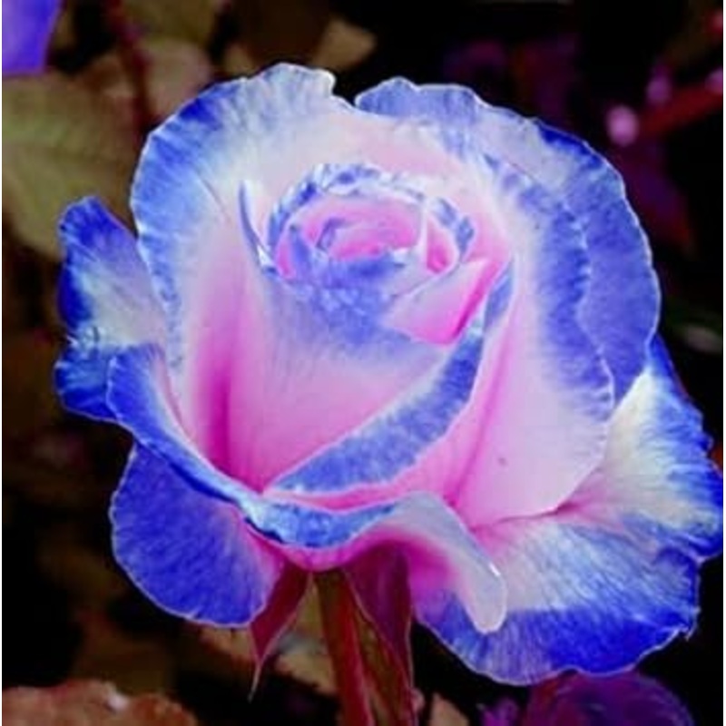 Pink and Blue Rose Flower Seeds for Planting Non-GMO Heirloom Garden Seeds for Growing 100