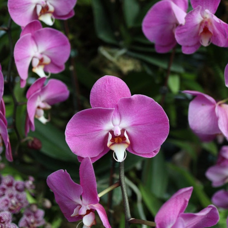 Purple Butterfly Orchid flower seeds  heirloom, non-GMO seeds for planting 100