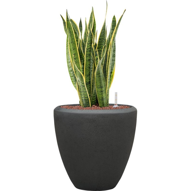 Sansevieria trifasciata ‘Laurentii’ in Baq Polystone Plain Office Plant With Pot 87cm Height 30cm Dia