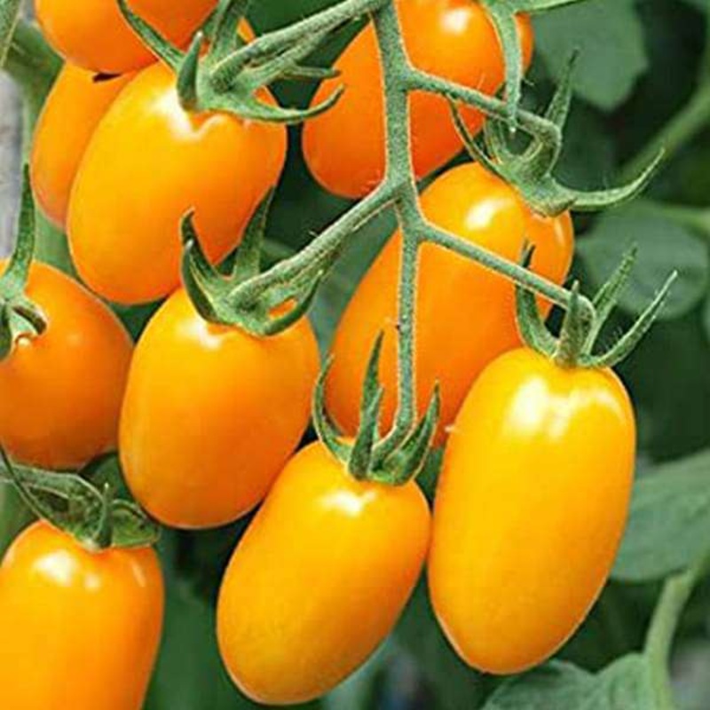 Tomato Plum Yellow – Vegetable Seeds