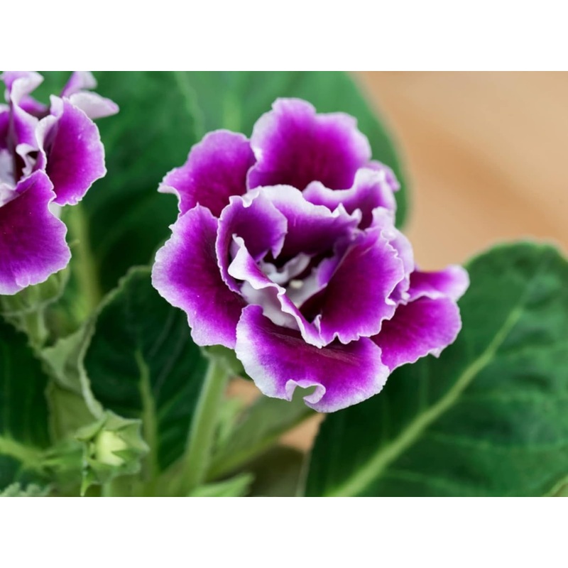 Violet Gloxinia Heirloom Non-GMO Seeds for Planting 100