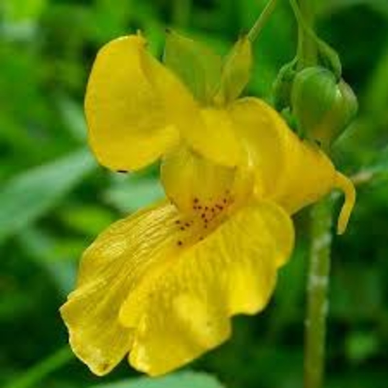 Yellow Impatiens Flower Seeds for Planting, 100 100