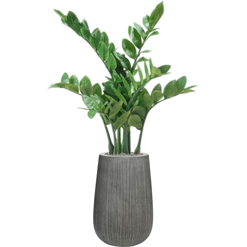 Zamioculcas ZZ in Ridged Vertically Office Plant With Pot 111cm Height 26cm Dia